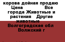 корова дойная продаю › Цена ­ 100 000 - Все города Животные и растения » Другие животные   . Волгоградская обл.,Волжский г.